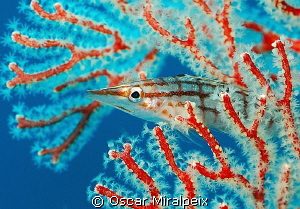 Longnose Hawkfish by Oscar Miralpeix 